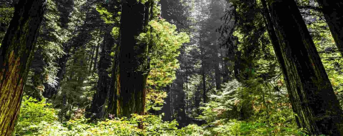 forest-biodiversity.jpg